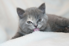 kitten licking